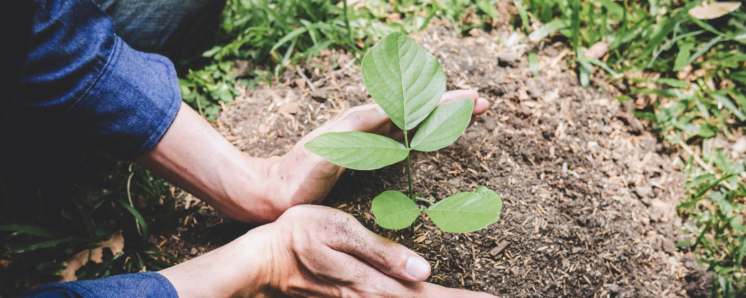 treeplantation